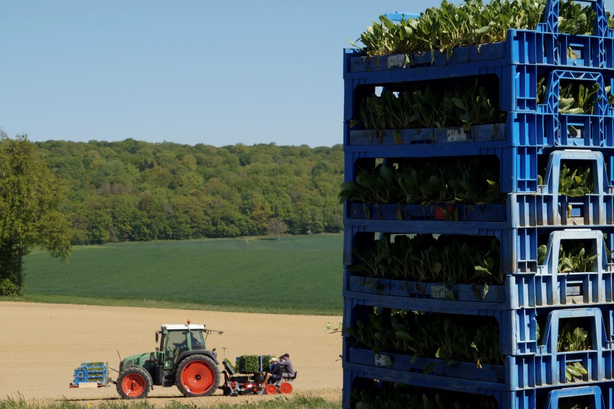 Tracteur sur le champs et une pile des plantes au premier plan