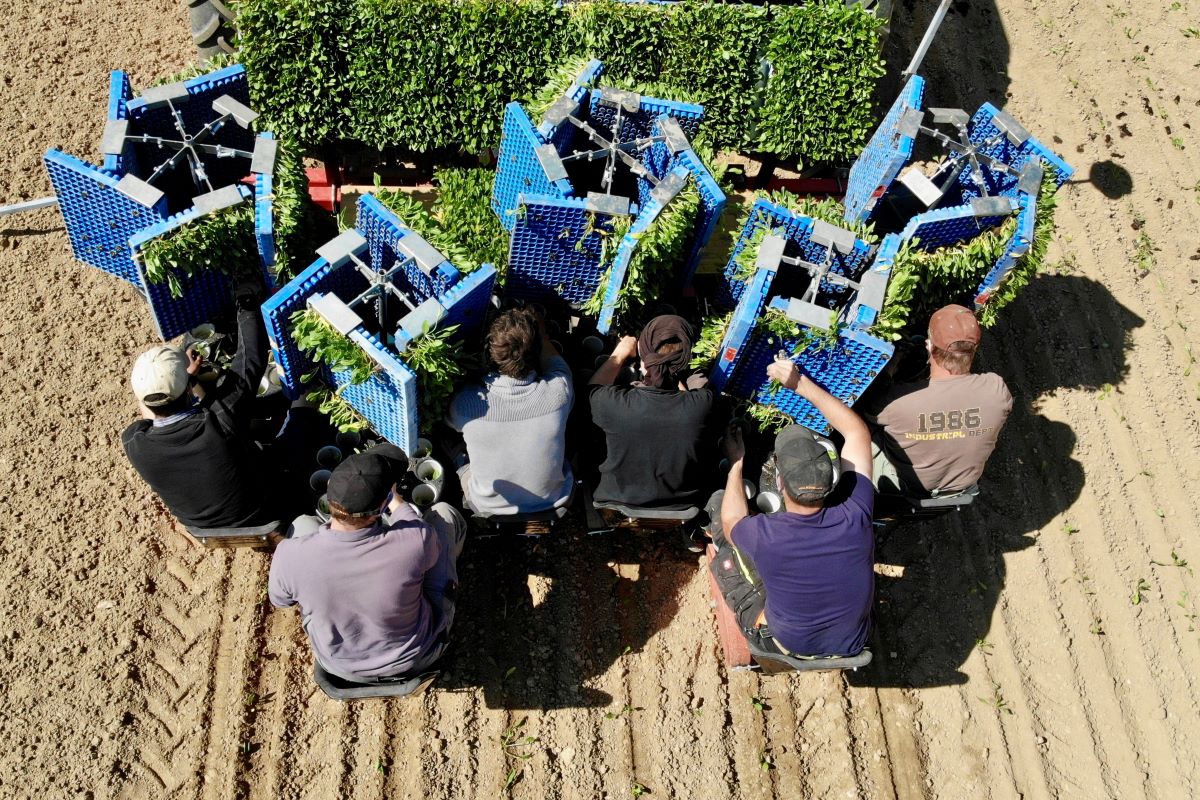 Six hommes plantent des betteraves sucrières bio