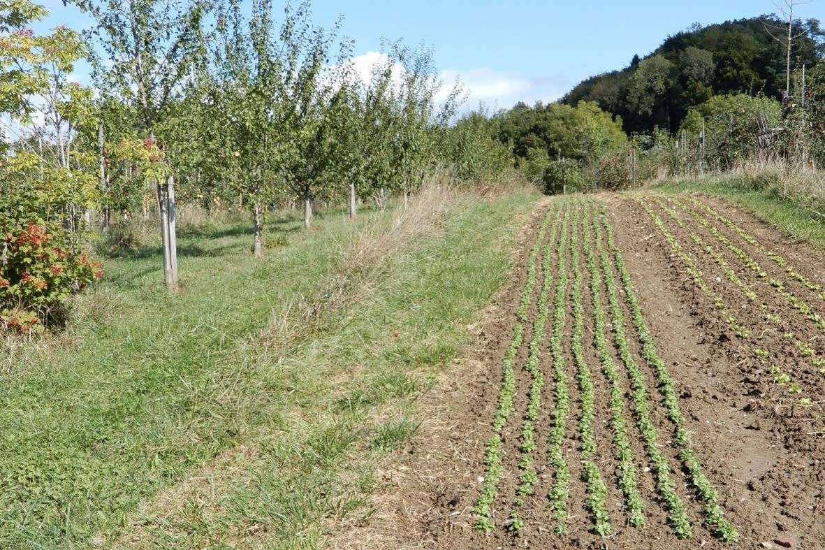 Associer fruits et légumes : un œil chez nos voisins français