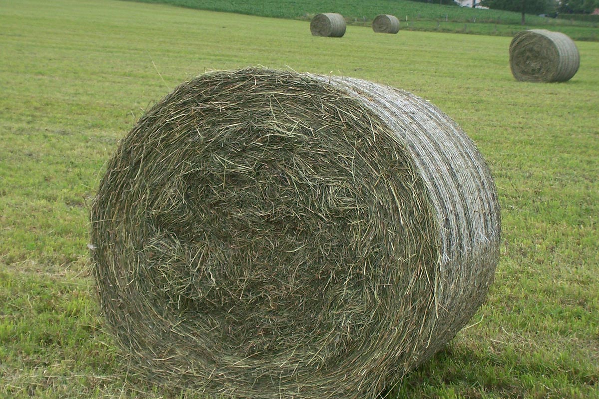 Récolte de foin : des règles simples pour faire du bon fourrage