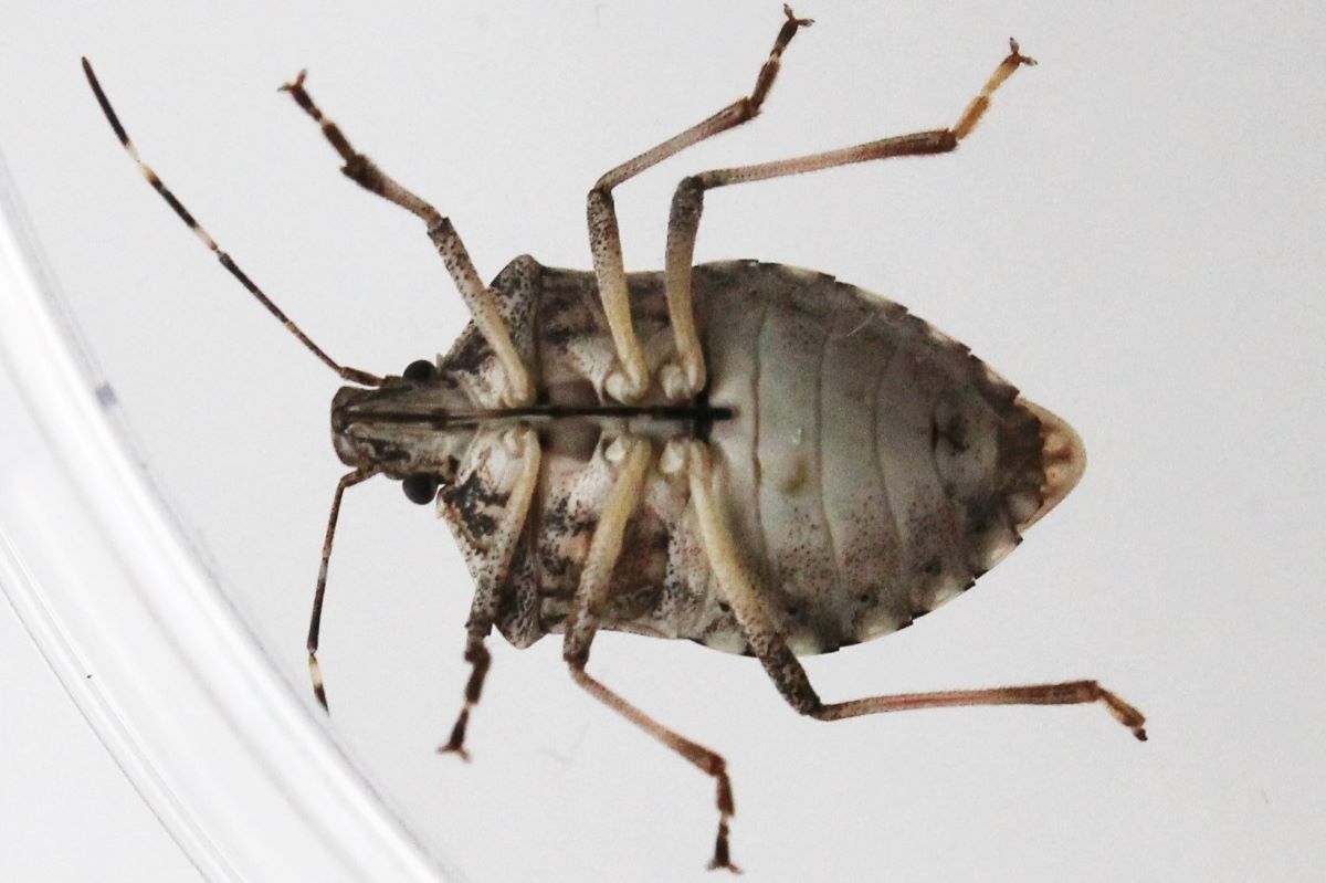 Une punaise marbrée dans une boîte de Pétri, vue d'en bas