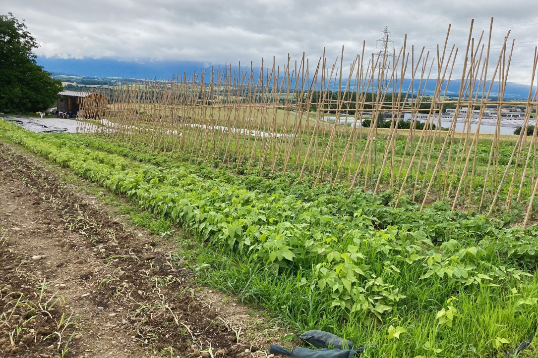 Permaculture près de Lausanne