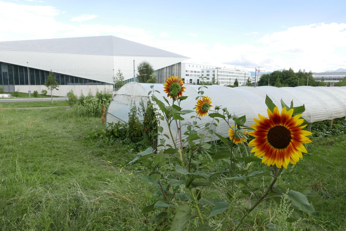 Permaculture sur le campus