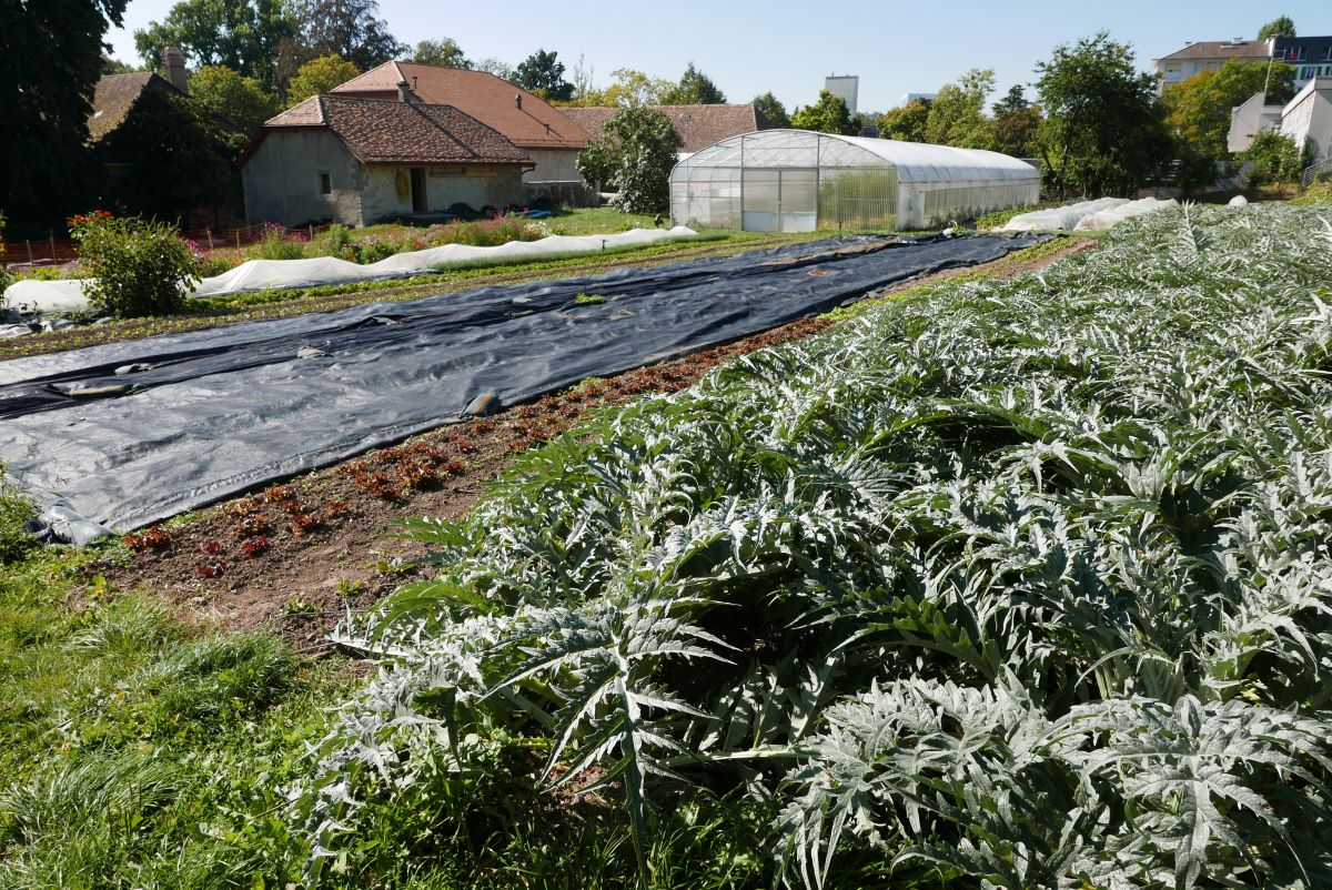 Permaculture à Genève