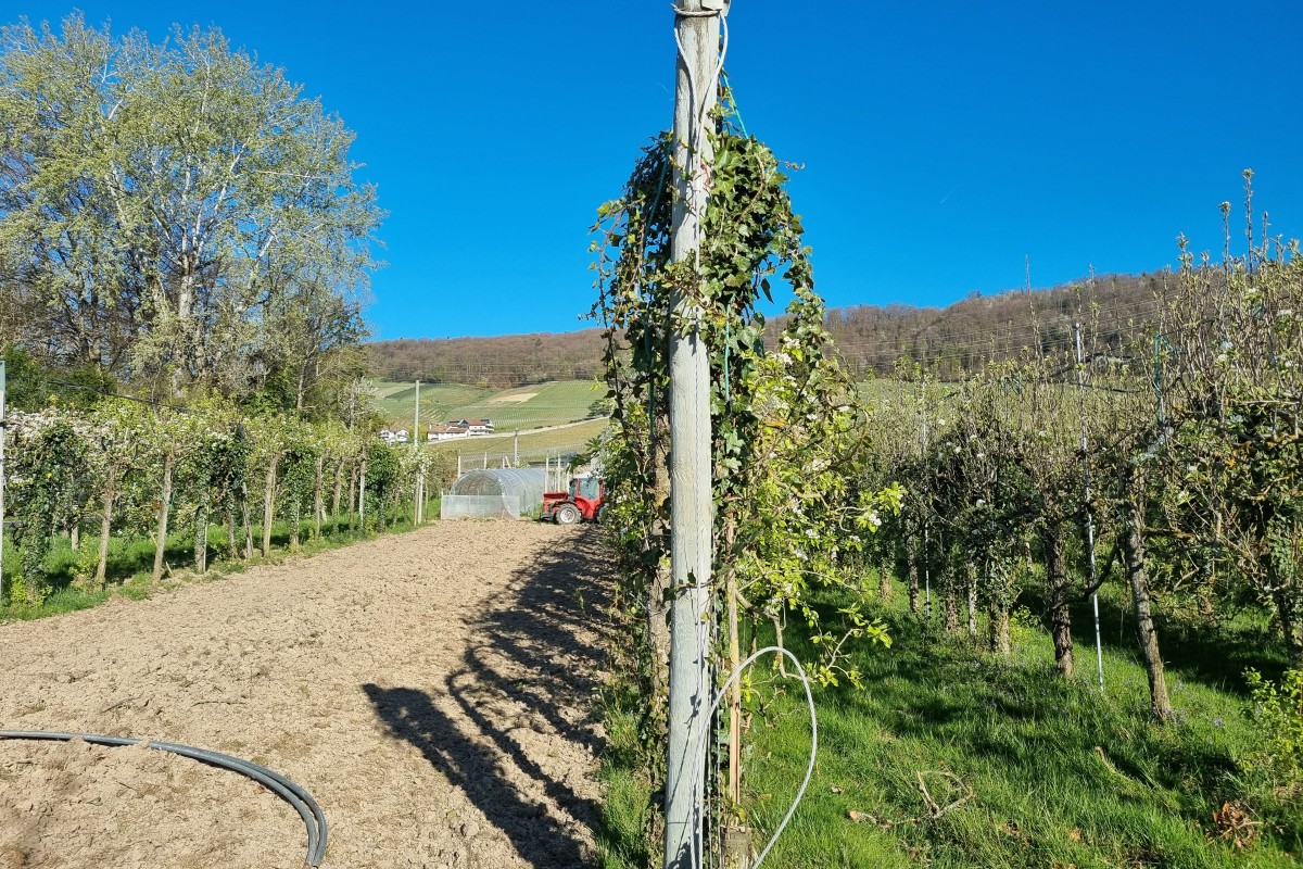 Plusieurs rangées d'arbres fruitiers s'étendent jusqu'à l'horizon. L'arbre au premier plan est taillé en haie. 