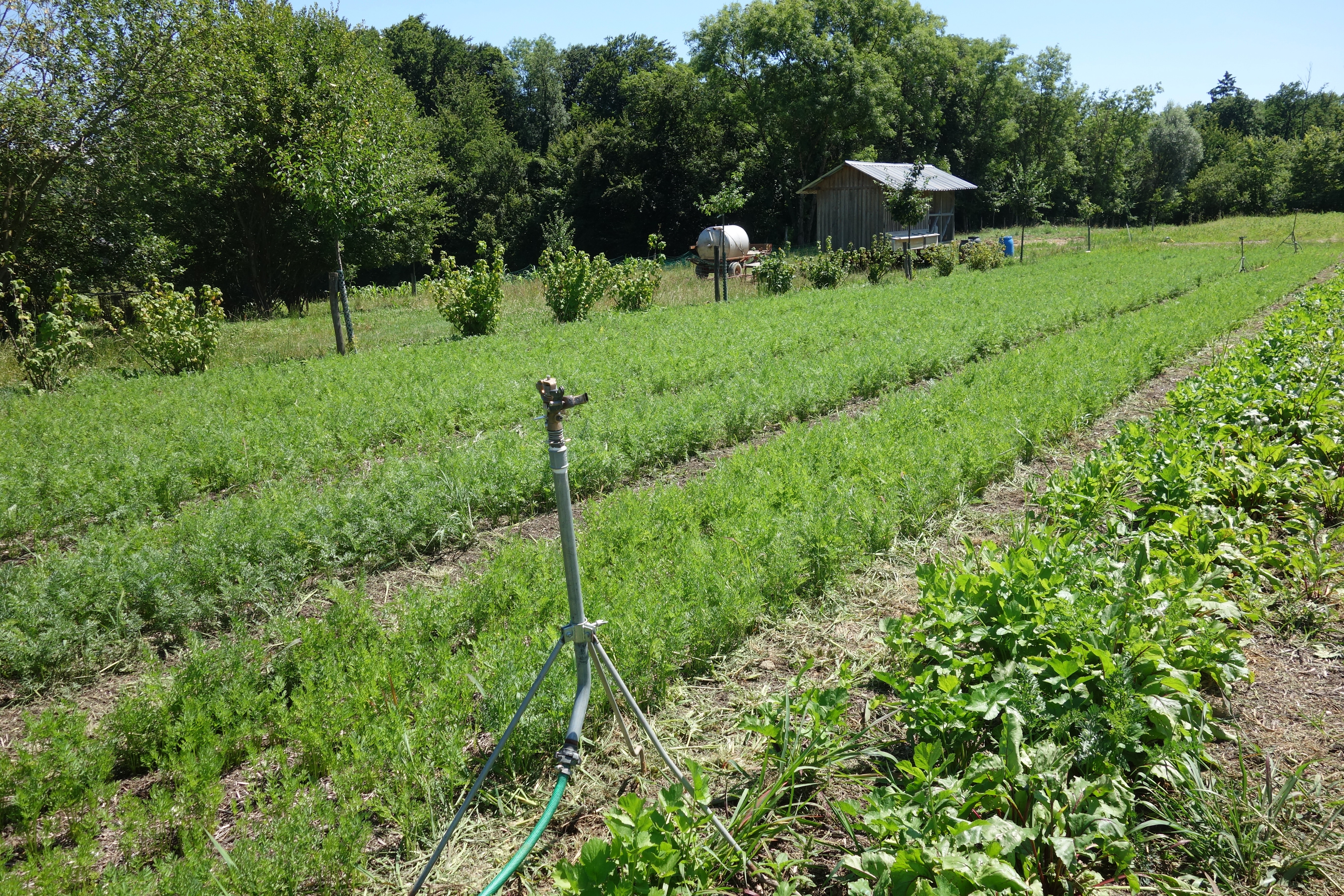 Dans un potager, un arroseur est posé sur un trépied ; on aperçoit des arbres à l'arrière-plan. 