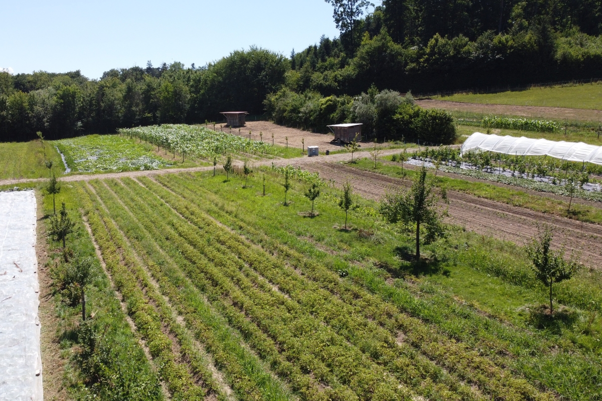 Vues en plongée, on aperçoit des rangées d'arbres qui s'étendent vers l'horizon, entrecoupées de potagers.