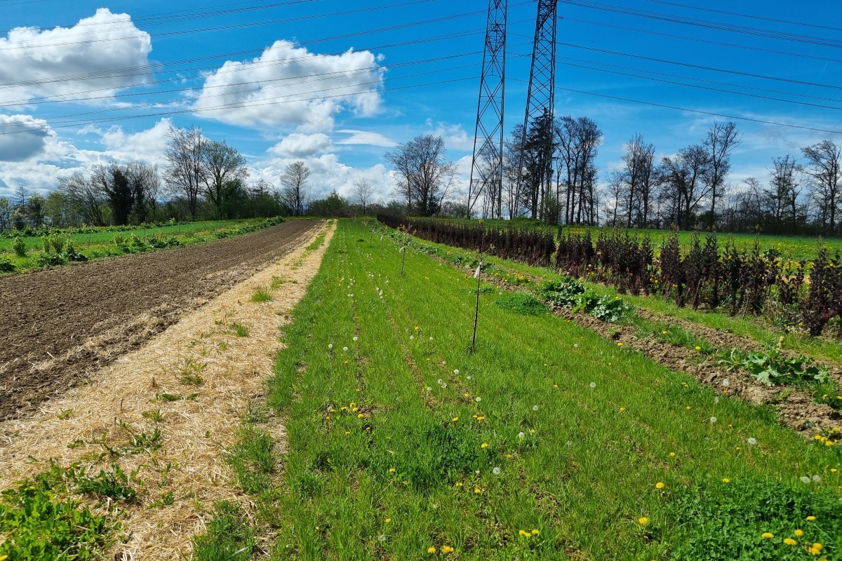 Au centre de l'image, une rangée de très jeunes arbres s'étend vers l'arrière. À gauche et à droite de celle-ci se trouvent des parterres, ainsi que d'autres rangées d'arbres et d'arbustes.