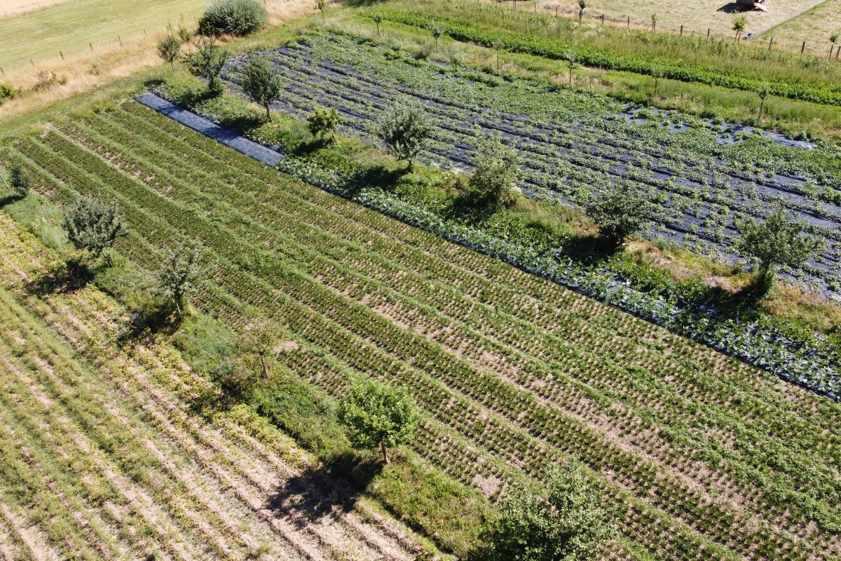Sur la photo, on aperçoit, vue d'en haut, plusieurs rangées d'arbres entre lesquelles se trouvent des potagers. 