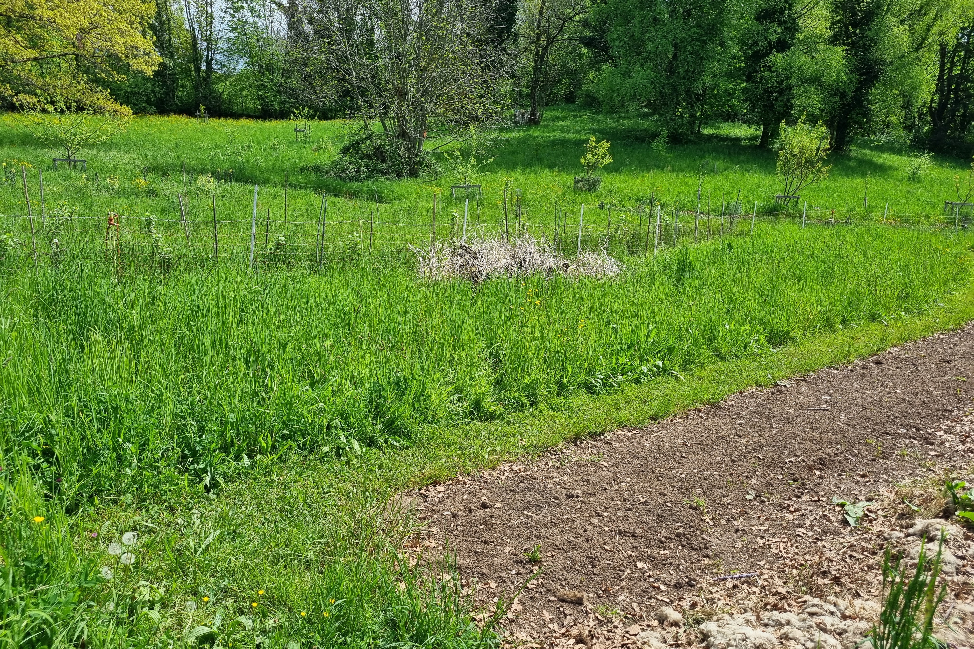 Sur une pente légèrement inclinée, des rangées d'arbres sont disposées parallèlement à la pente. 