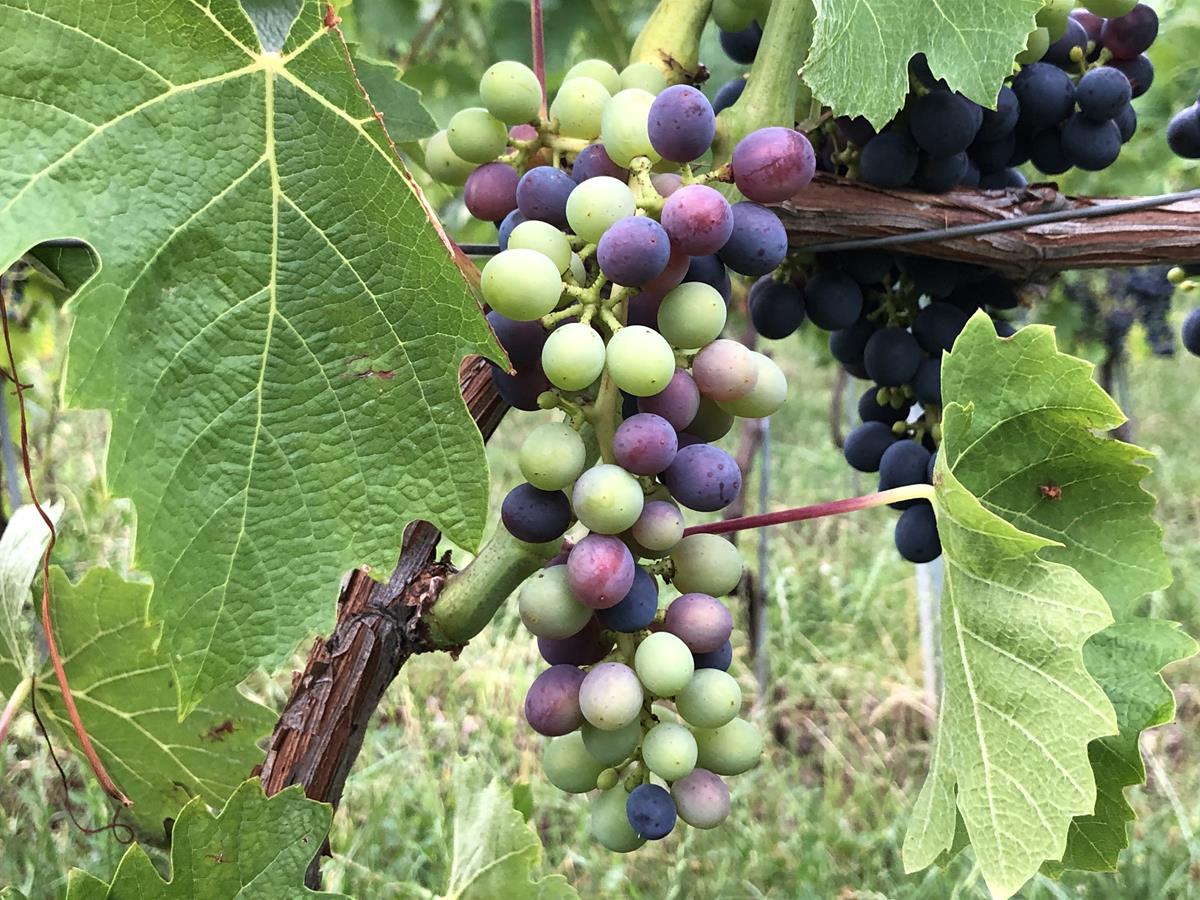Bulletin Viticulture Bio calendrier traitement phytosanitaire vigne 2021