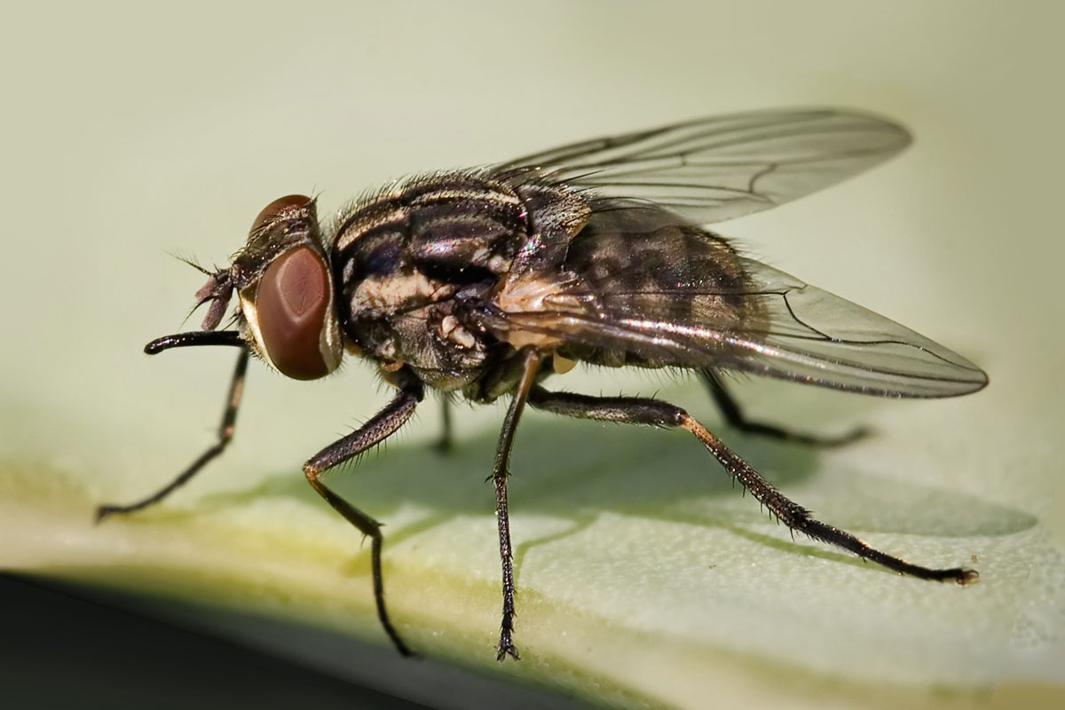 Piège à mouches piqueuses naturel à installer dans la stabulation