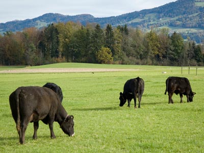 des génisses noires zur le pâturage.