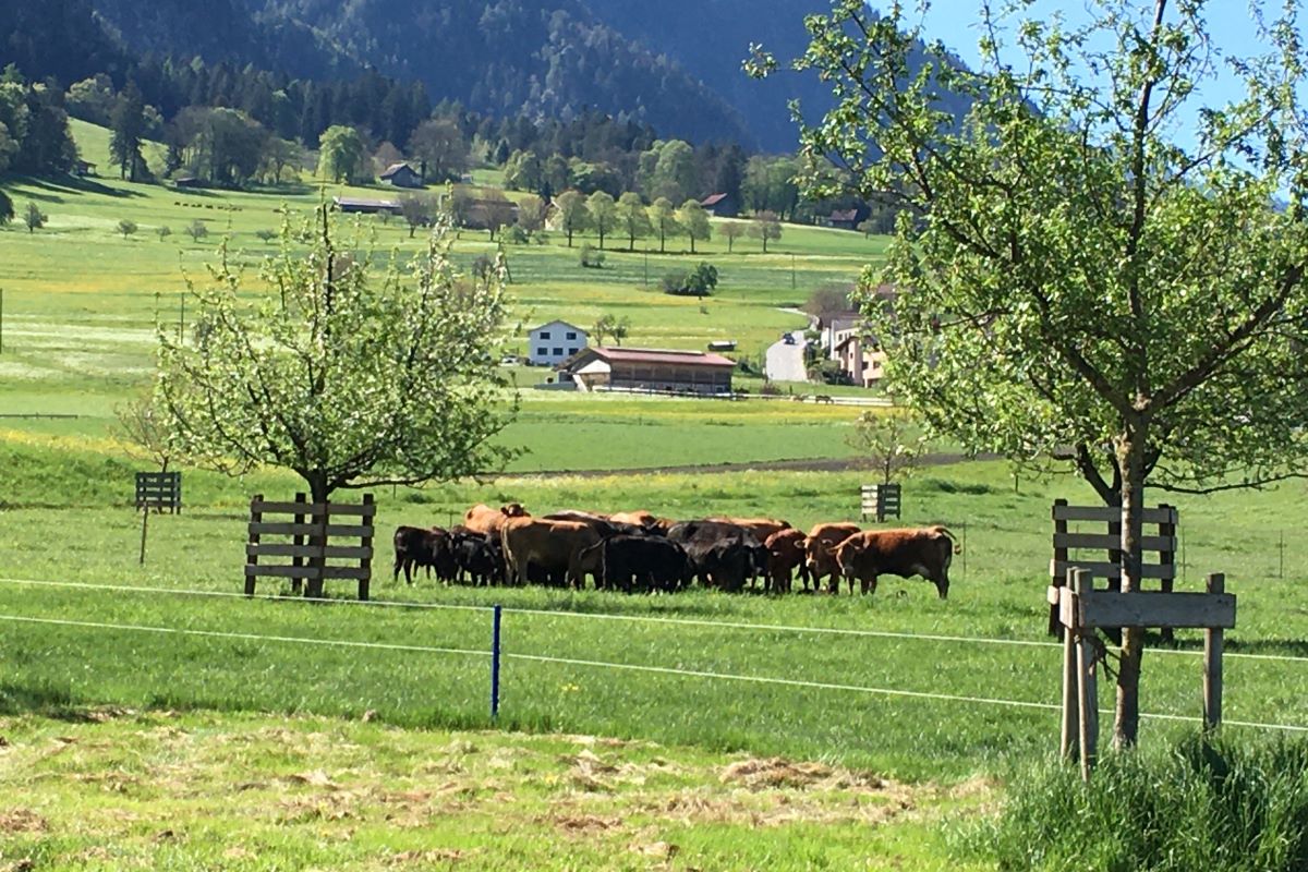 Troupeau de vaches au pâturage