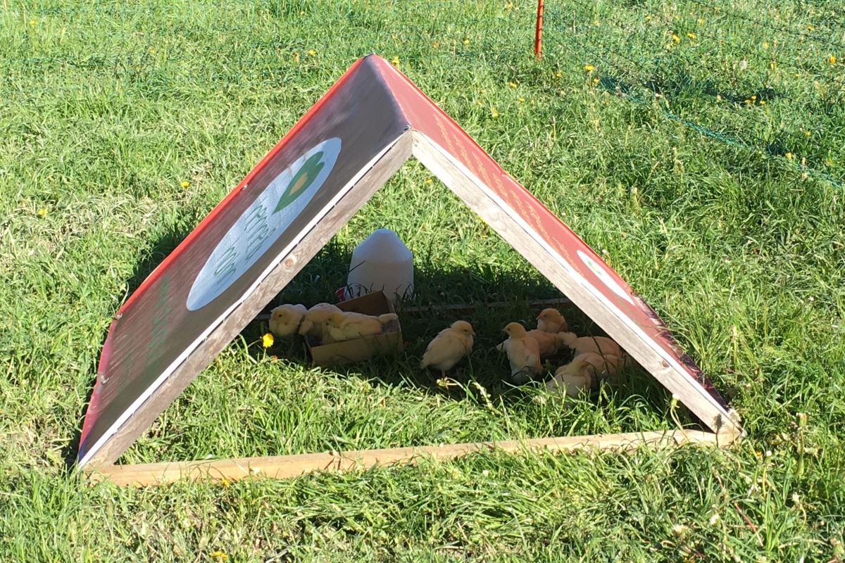 Poussins à l'ombre dans la prairie