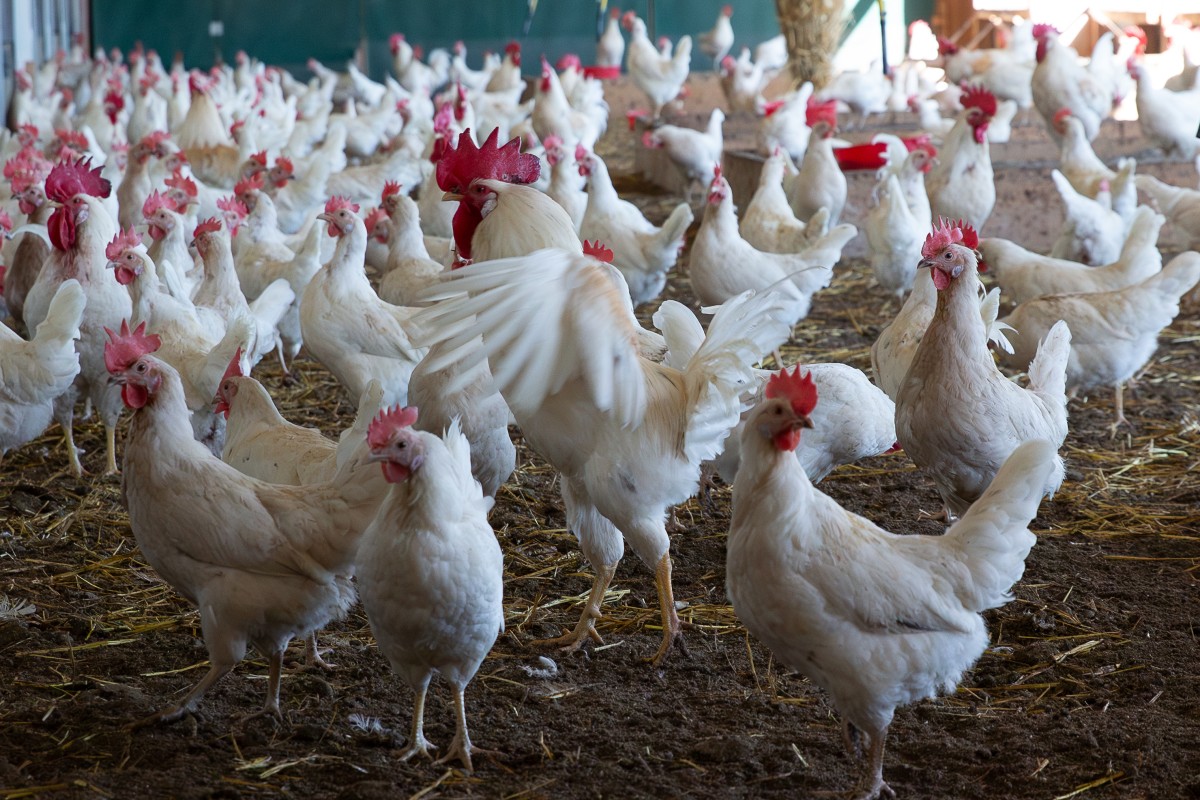 Un coq vole en battant des ailes parmi plusieurs poules. 