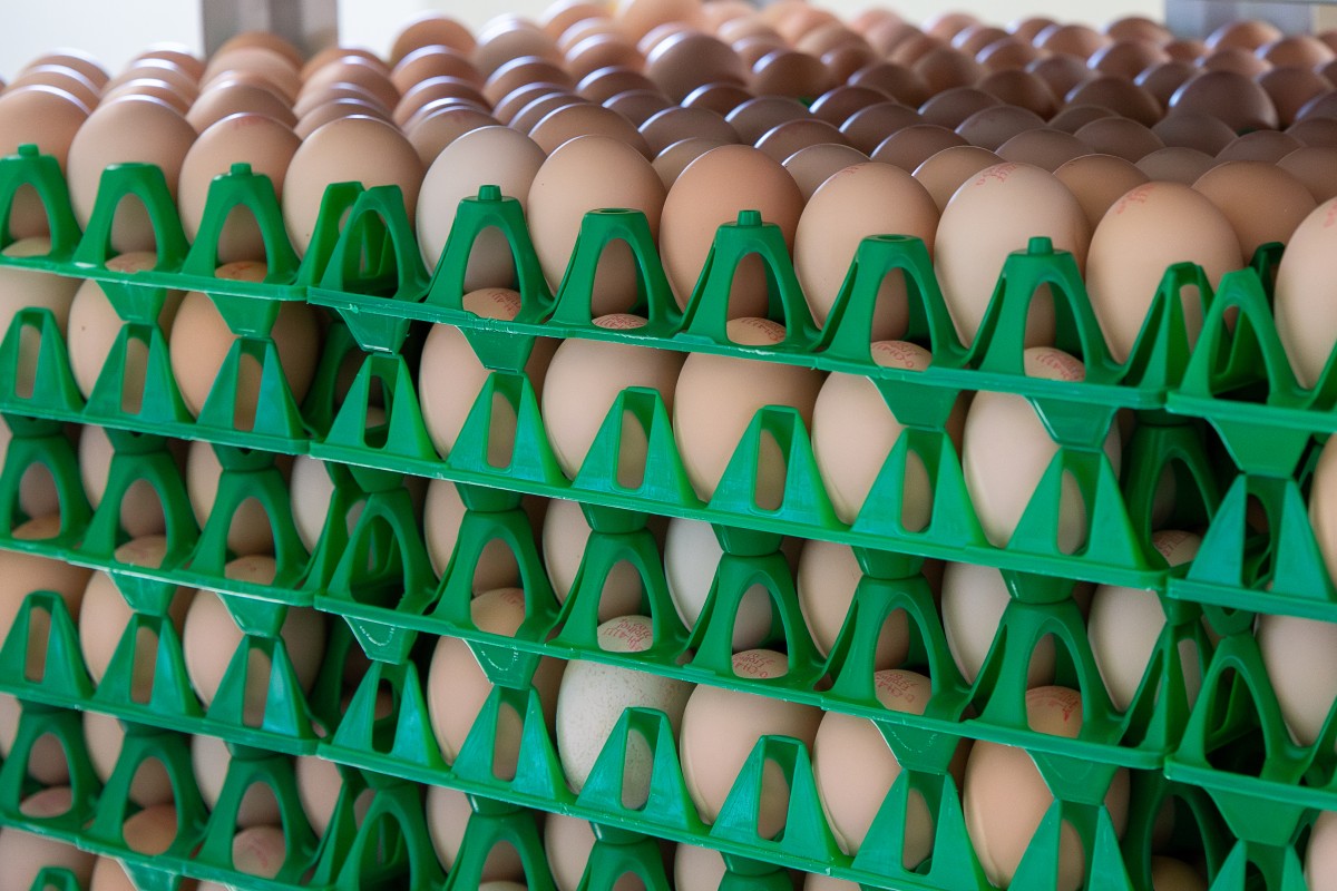 Plusieurs nids contiennent de nombreux œufs de couleur beige. 