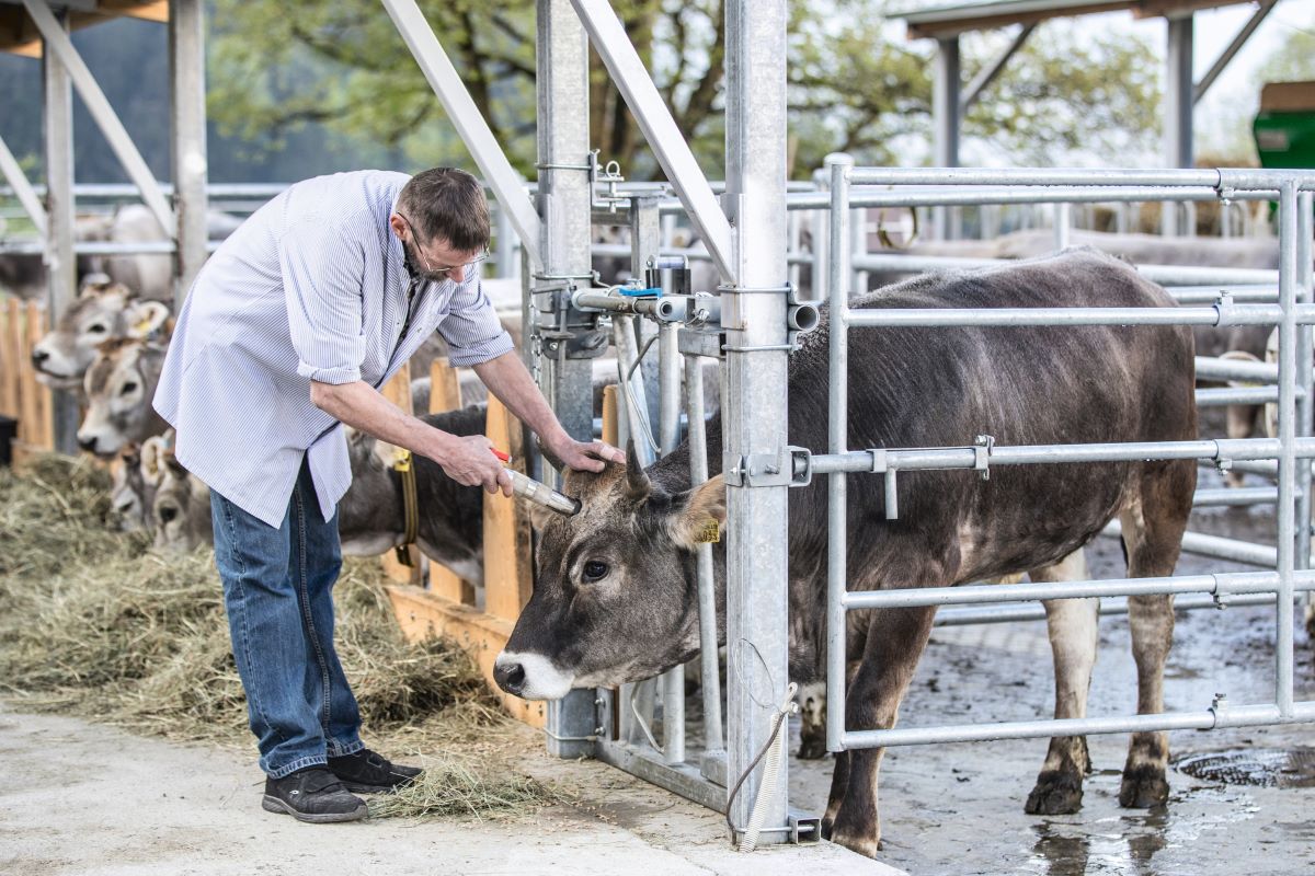 Pourquoi il n'est pas possible d'abattre des animaux à la ferme