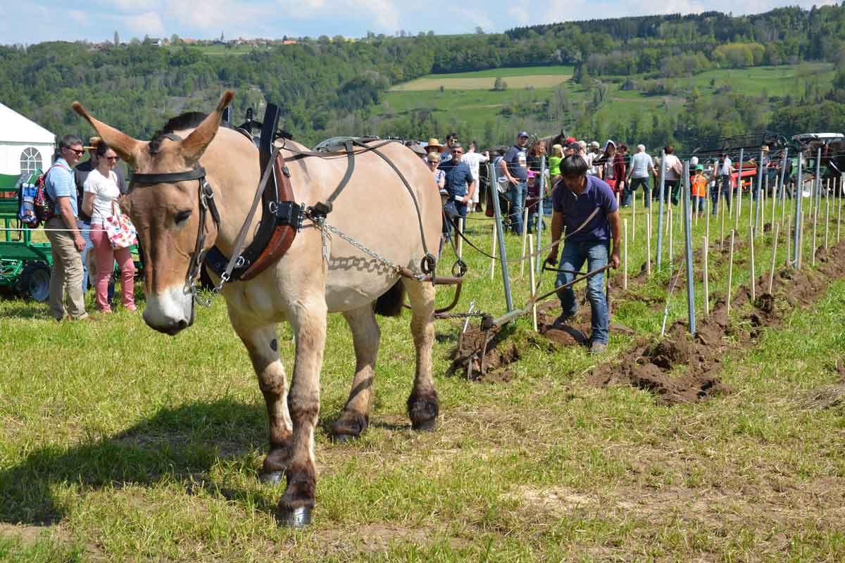 Le cheval de trait en maraîchage: une interface qualité entre l'homme et la  terre 